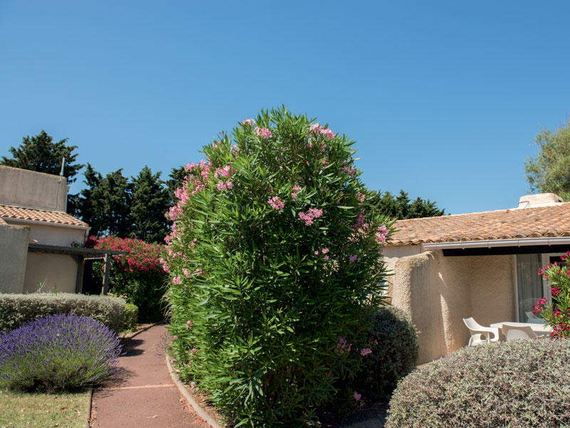 photo n°9 de Séminaires & Location de Salles au Cap d’Agde – Les Jardins du Cap 4*